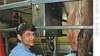 Refugee Workers Find Jobs in US Dairy Industry