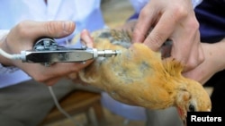 Technical staff from the animal disease prevention and control center inject a chicken with the H5N1 bird flu vaccine in Shangsi county, Guangxi Zhuang autonomous region, April 3, 2013. 