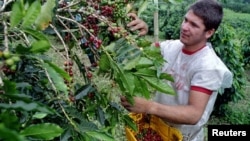 FILE - Cameroon's faltering coffee industry is asking growers like this one near Bogota, Colombia to teach them better farming practices. 