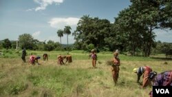 FILE - Farmers at a village near Katia, Guinea harvest fonio, Sept. 28, 2022. (Annika Hammerschlag/VOA)