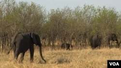 FILE - An elephant herd browses inside the Chobe National Park, northern Botswana. (Mqondisi Dube/VOA)