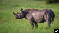 FILE - The Botswana government reports that after several years of rhinoceros loss due to poaching, there have been only six poaching incidents in 2022.