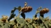 Temperatures Rise as France Tackles Worst Drought on Record