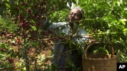 FILE - An Ethiopian coffee farmer picks coffee in his farm Choche, near Jimma, 375 kilometers ( 234 miles) southwest of Addis Ababa, Sept. 21 2002.