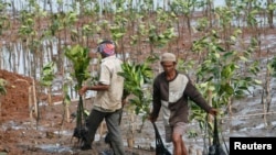 Penanaman mangrove di sepanjang Teluk Jakarta, 21 November 2009. (REUTERS/Supri)