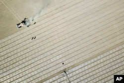 FILE - In this aerial photo, workers walk a tractor during planting of a cotton field, as seen during a government organized trip for foreign journalists, near Urumqi in western China's Xinjiang Uyghur Autonomous Region, April 21, 2021.