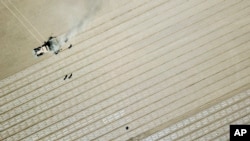 FILE - In this aerial photo, workers walk with a tractor during planting of a cotton field, as seen during a government organized trip for foreign journalists, near Urumqi in western China's Xinjiang Uyghur Autonomous Region, April 21, 2021.