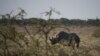 FILE - A black rhino is seen in Etosha National Park, Namibia, May 8, 2015.
