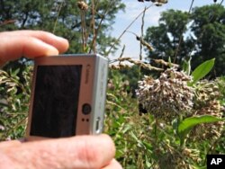 FILE - Bee hunters across the U.S. take pictures of pollinators and the plants they pollinate, and then upload them to an online database that keeps track of trends showing the effects of climate change, pollution or invasive species.