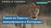 Из Одессы в Колорадо: как девять львов нашли новый дом в США 