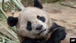 圣地亚哥动物园2024年4月25日公布的照片显示在中国四川省的大熊猫云川。