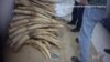 Conservationists Call for Enforcement Powers to Crack Down on Ivory Gangs