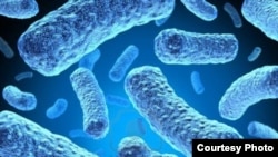 Multi-drug-resistant tuberculosis bacteria. (Credit: U.S. Centers for Disease Control and Prevention)