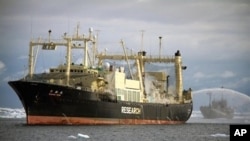 Sea Shepherd ship Bob Barker (R) takes position at the stern of the Japanese factory ship Nisshin Maru (L) to block the slipway in the Southern Ocean, February 10, 2011