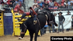 Detail from photo of Cowboy Cameron Bruised Head, Men's Bareback Champion, competing at INFR Finals, Las Vegas, Nevada, Nov. 2016. Courtesy: Smith Rodeo Photos.