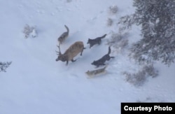 Wolves chase an elk in Yellowstone National Park. (Credit: NPS)