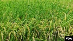 Muchos países están anticipando que tendrán fuertes cosechas, lo cual podría evitar que aumente el precio de los granos.