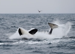 A killer whale swims in the sea near Rausu, Hokkaido, Japan, July 1, 2019.