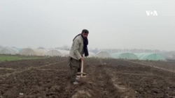 په ژمي کې تر پلاستیک لاندې د سبزیو کرکیله؛ کروندګر یې د ګټې څخه خوښ دي
