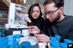 University of Chicago Chemistry professor Ka Yee Lee, postdoctoral scholar Niels Holten-Andersen and team have invented a new synthetic mussel-inspired material that exhibits both strength and reversibility.