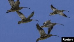 Far Eastern Curlew (Numenius madagascariensis) shore birds are shown in this Feb. 16, 2014 handout photo provided by Queensland University, Dec. 3, 2015. 