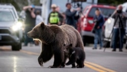 美國透視：“大提頓女王”灰熊被車撞死 民眾悲痛悼念