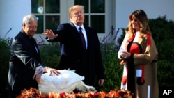 El presidente Donald Trump con la primera dama Melania Trump, le concede el perdón a uno de los pavos de Acción de Gracias, durante una tradicional ceremonia en la Casa Blanca. 