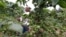 Nancy Njeri, a farmer, inspects coffee cherries at a plantation in Kienjege, northwest of Kenya's capital Nairobi, July 24, 2014.