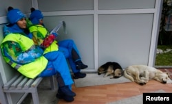 Olympics volunteers sit near two stray dogs outside the Gorki media center in Krasnaya Polyana near Sochi, Russia, Jan. 30, 2014.