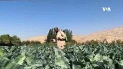 د کندز کروندګر د نباتي درملو له لوړې بیې او خراب کیفیت څخه شکایت کوي