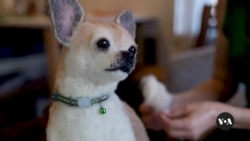 Hyperrealistic woolen dogs of Linda Facci 