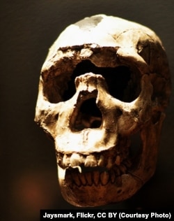 Evolution purged many Neanderthal genes from human genome