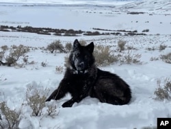 A female wolf pup is seen in North Park, Colo, in this February 2022 photograph. A handful of the predators have wandered into Colorado from Wyoming in recent years. ( Eric Odell/Colorado Parks and Wildlife via AP)
