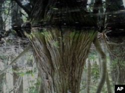 A watery reflection of a cypress tree that manages to survive despite being submerged.