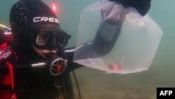 FILE - This handout photo taken on Jan. 11, 2024, and released on Jan. 31 by the University of Tasmania's Institute for Marine and Antarctic Studies shows a critically endangered red handfish being taken as part of a safeguard measure from waters off Australia's Tasmania state.