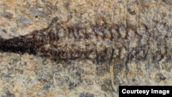 The entire cardiovascular system in the Fuxianhuia protensa fossil. (Credit: Xiaoya Ma)