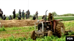 د افغانستان په ختیځو او جنوبي ولایتونو کې سږکال هم ډیرو بزګرانو کوکنار کرلي دي.