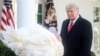 Turkeys Corn & Cob Up for White House Pardon Tuesday 