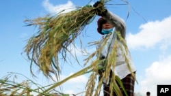 A Cambodian farmer harvests rice in a paddy on the outskirts of Phnom Penh, Cambodia, Dec. 11, 2015. The national government said it is directing more support to women farmers. 