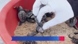 Tortugas marinas en peligro de extinción son protegidas en playas mexicanas