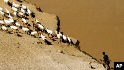 A Karo tribesman of the remote lower Omo valley guards his goats on a bank of the Omo, Ethiopia, April 2002.