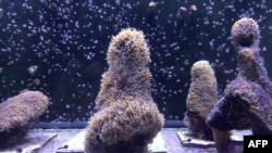 Pillar corals in a water tank at the labs of The Florida Aquarium Conservation Center in Apollo Beach where recently the spawning occurred on August 22, 2019, in Apollo Beach, Florida.