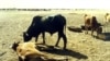 Cattle killed by rinderpest in Sudan in 1987. After a mystery disease killed cows in South Darfur, their herdsmen turned to South Sudan for help. (AP)