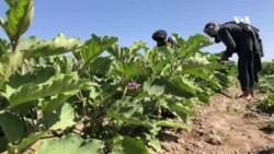 په هلمند کې د سبزیو د بازار نشتوالی