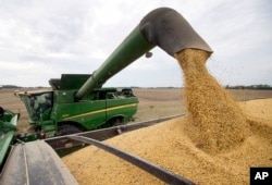 FILE -Soybeans are offloaded from a combine during the harvest in Brownsburg, Indiana, Sept. 21, 2018.