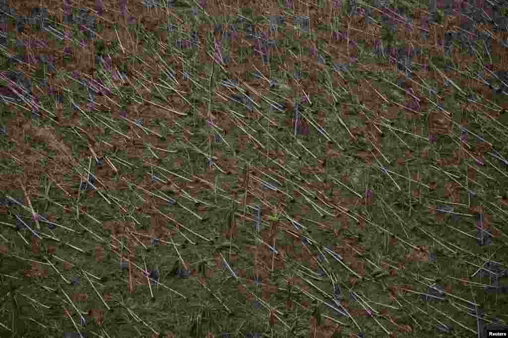 Trees destroyed by Typhoon Haiyan are seen from a military helicopter delivering aid to isolated villages north of Tacloban, Philippines.