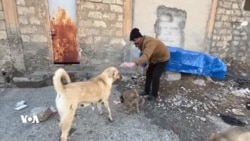 گەنجێکی ئاژەڵدۆست خواردن و دەرمان بۆ سەگ وپشیلە بێلانەکان دابین دەکات 