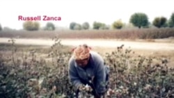 O'zbek dehqonlari hayoti, paxta va paxtachilik - Uzbek farmers, cotton production/Russell Zanca