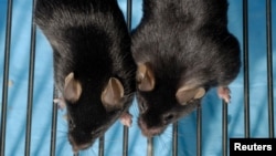 หนูตัวขวามีกล้ามเนื้อมากกว่าระดับปกติ 4 เท่า ซึ่งเป็นผลมาจากการทดลองยาที่เสริมการทำงานของไมโอสเตติน ในการศึกษาของคณะแพทยศาสตร์ มหาวิทยาลัย University of Connecticut 