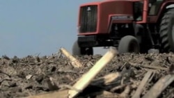 Amerikada qurg'oqchilik/Drought in US